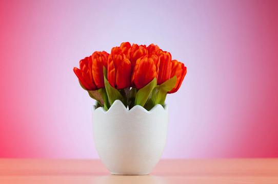 白色盆栽郁金香花