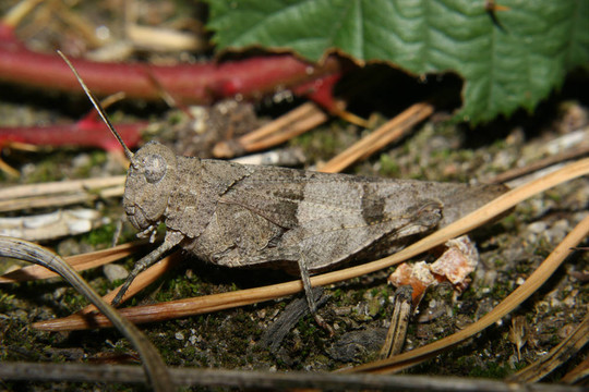 藍翅蝗蟲（Oedipoda caerulescens）
