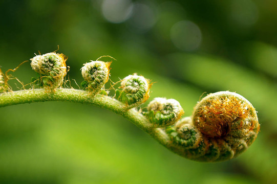 蕨類植物喜歡小提琴