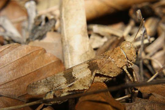 紅翅蝗（Oedipoda germanica）