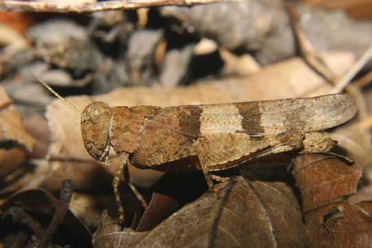 紅翅蝗（Oedipoda germanica）