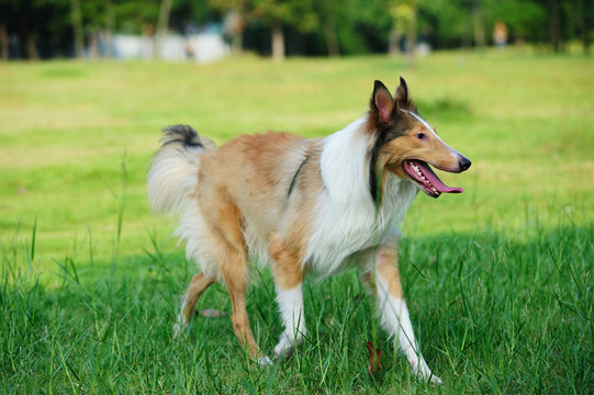 蘇格蘭牧羊犬的狗跑