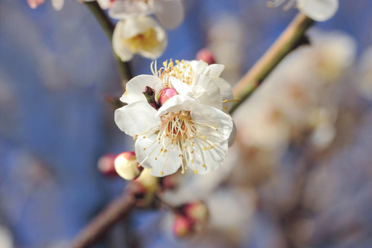 梅花