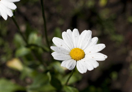 洋甘菊花