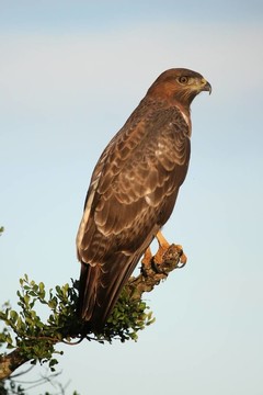 黃鳶鳥(niǎo)