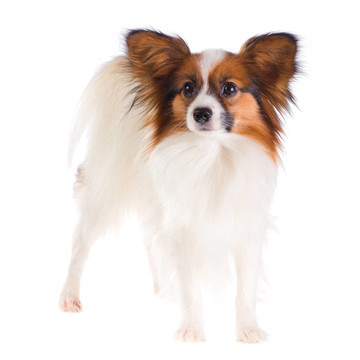 蝴蝶犬