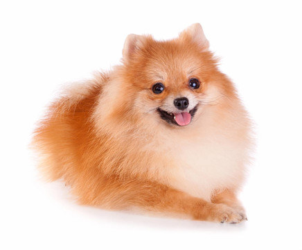 博美犬