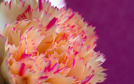 漂亮的Pink Flower