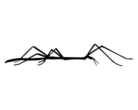 竹節(jié)蟲(chóng)