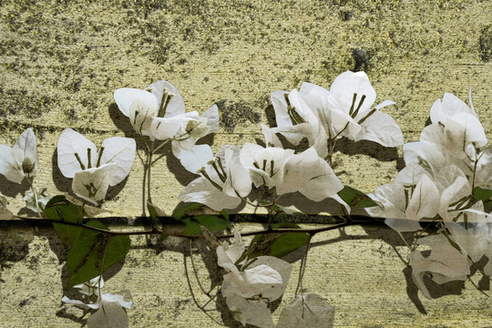 White Bougainvillea對(duì)垃圾破木板背景