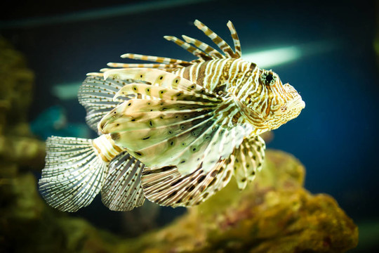 白針獅子