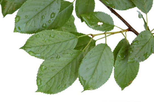 雨后櫻花