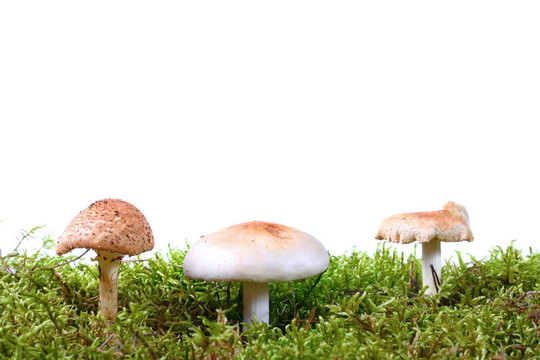 綠苔三菇