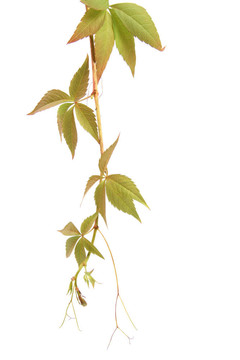 攀緣植物