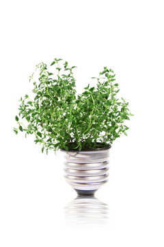 燈泡的綠色植物在里面
