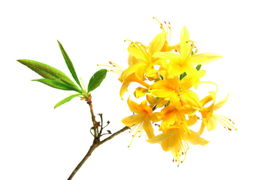 杜鵑花