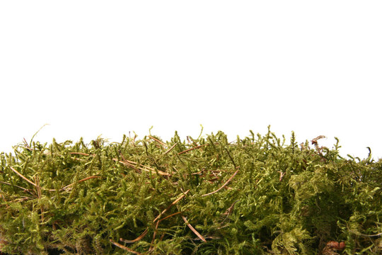 綠色的苔蘚孤立在白色背景