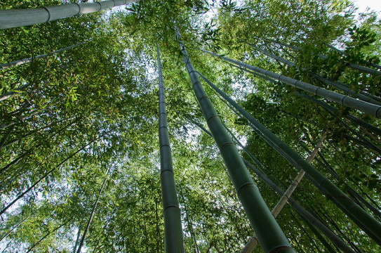 竹林見(jiàn)下