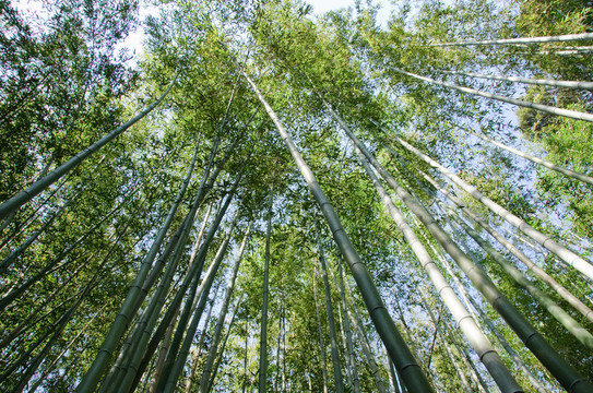 竹林見下