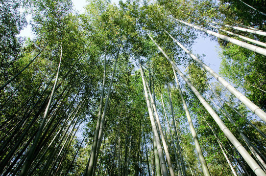 竹林見(jiàn)下
