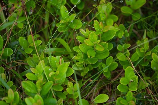 近cowberries