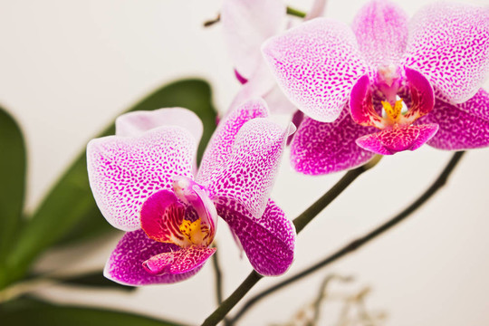 花的蘭花