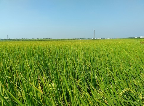 風(fēng)吹稻田