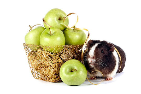 豚鼠与苹果在金篮
