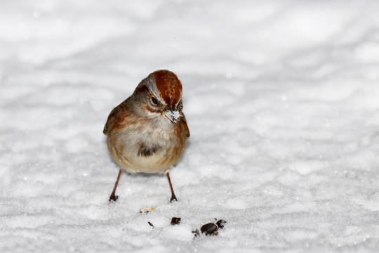 麻雀站在雪地里