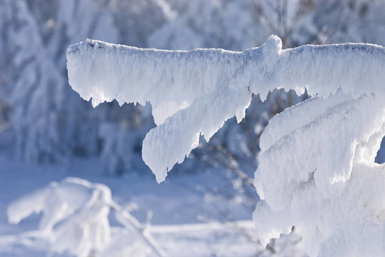 模糊背景下雪覆蓋的樹枝特寫