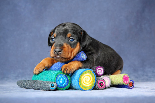 迷你杜賓犬的小狗