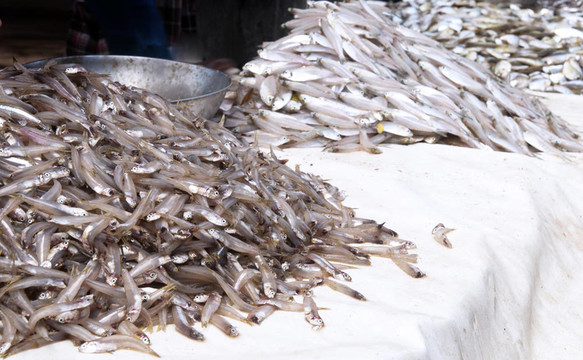 魚市場