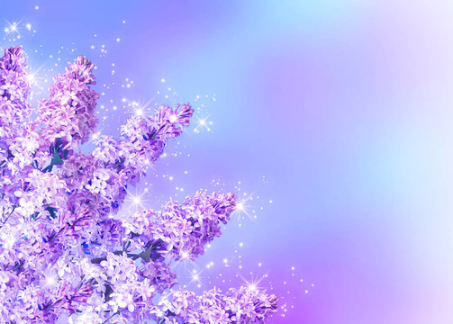 丁香花