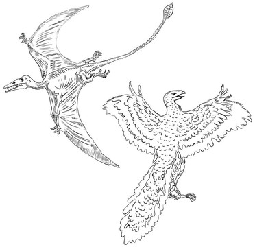 翼龍和古鳥