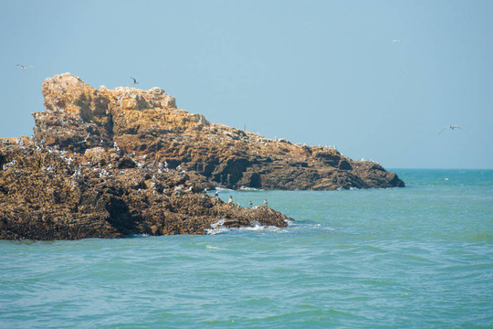 石島鳳頭燕鷗交配地面