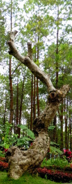 雞蛋花的樹(shù)