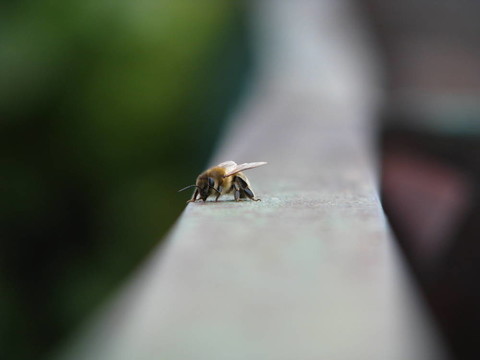 蜜蜂