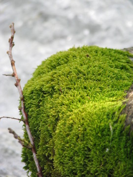 苔蘚