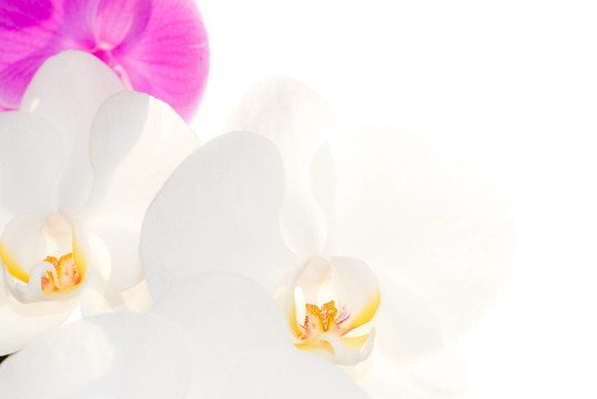 蘭花