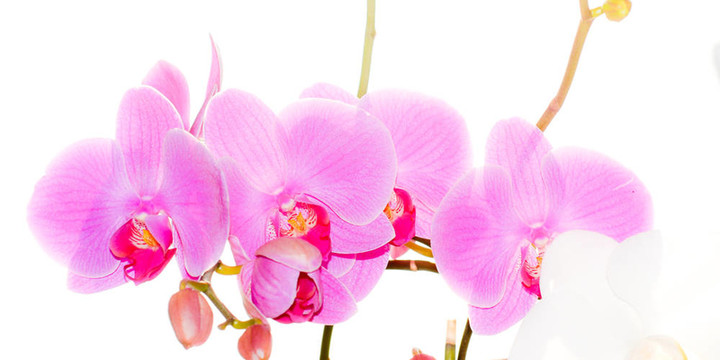 蘭花