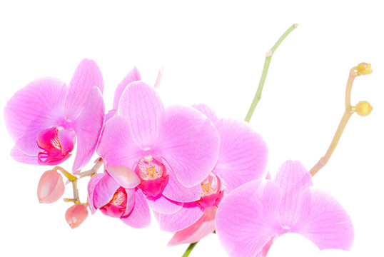 蘭花
