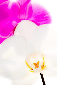 蘭花