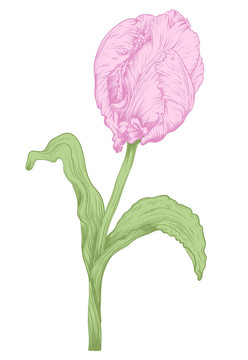 郁金香花。