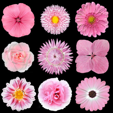 黑色Pink White Flowers集