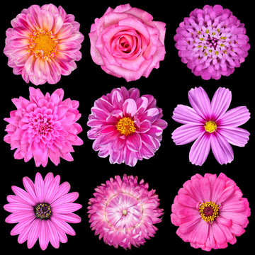 黑色分離Pink White Flowers的選擇