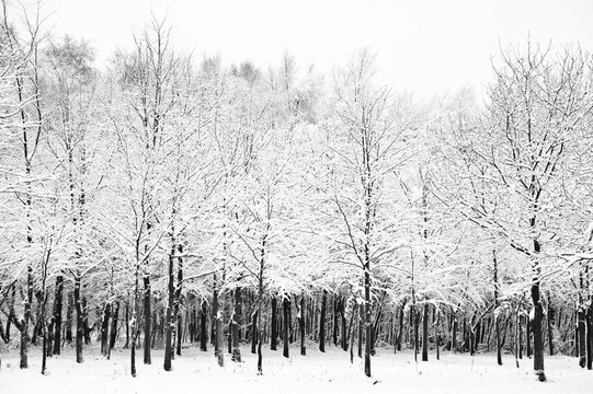 美麗的冰雪覆蓋的樹木冬季景觀