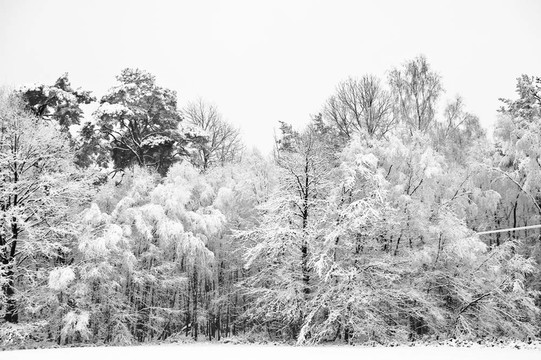 美麗的冰雪覆蓋的樹木冬季景觀