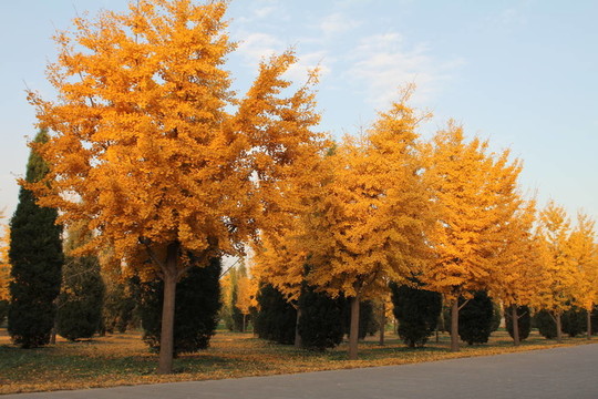 北京公園秋天的黃色樹木。