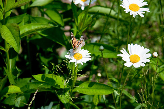 camomiles