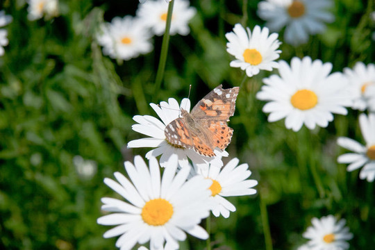 camomiles